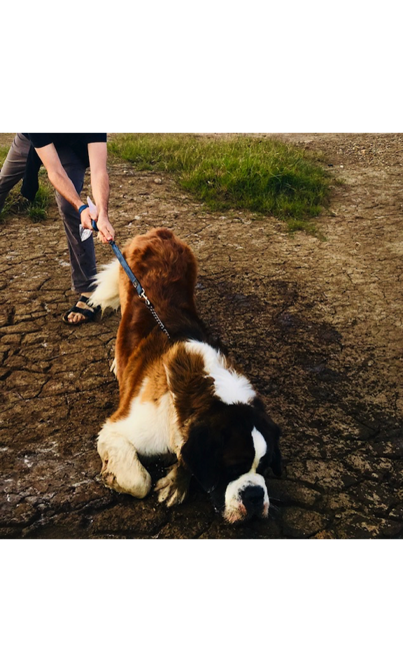 Banjo is a St. Bernard. He is 80kg and not easily kept out of water.