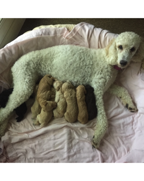 Eleanor Roosevelt (the poodle) had a litter of 10 puppies!