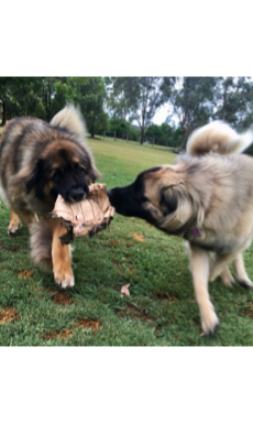 Wee jock and Loulou with deflated ball.